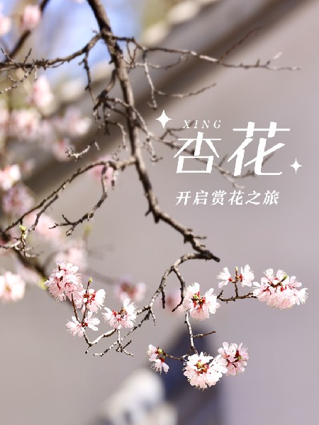 追花指南第六期！杏花雨 楊柳風(fēng) 北京最美的杏花在這里