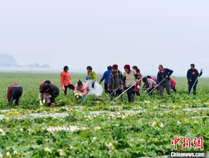 蔬菜基地工人正搶抓農(nóng)時采收蘿卜?！?汪澤民 攝