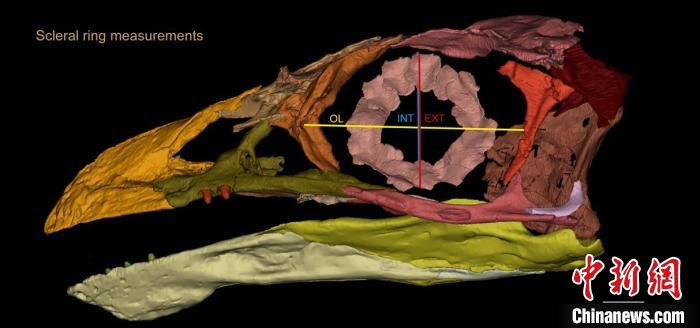 熱河鳥STM3-8化石標(biāo)本的鞏膜環(huán)復(fù)原及測量示意圖?！『?供圖