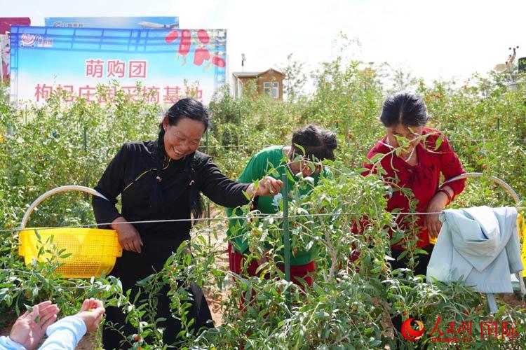 中寧縣來自西海固的移民大姐們一邊采摘新鮮枸杞一邊歌唱，笑由心生。人民網記者 何蒨攝