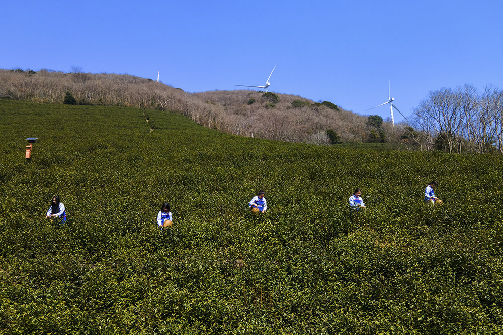 茶農(nóng)們搶抓晴好天氣采摘春茶。楊云中攝