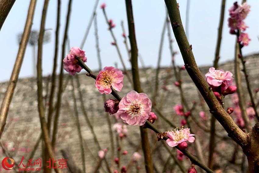 明城墻遺址公園梅花初綻。 人民網(wǎng) 池夢(mèng)蕊攝