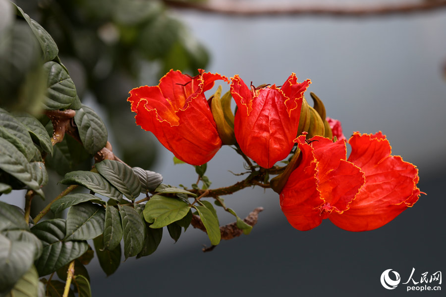 火焰木花朵呈紅色或橙紅色。人民網(wǎng) 陳博攝