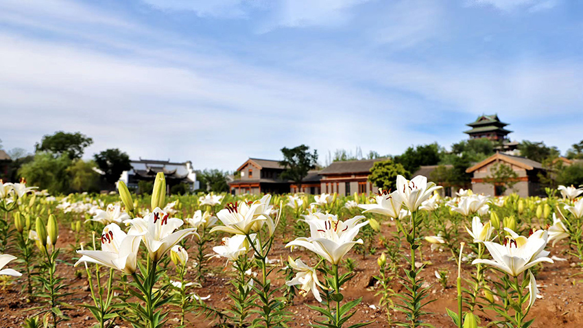 北京世園公園百合陸續(xù)盛放。（北京世園公園供圖）