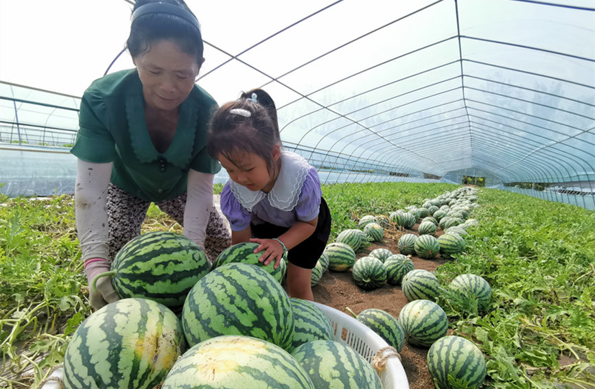 在北辰區(qū)雙街鎮(zhèn)的西瓜種植基地內(nèi)，種植農(nóng)戶(hù)們正忙著采收。陳立興攝