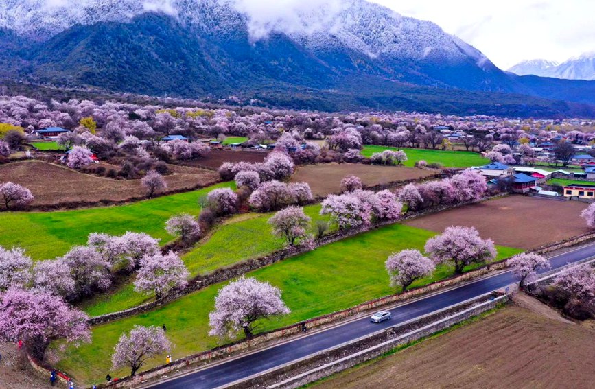 波密縣傾多鎮(zhèn)如納村盛開的桃花。徐馭堯攝