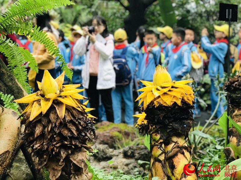 植物館里的地涌金蓮。地涌金蓮原產(chǎn)中國云南，為中國特產(chǎn)花卉。人民網(wǎng) 董兆瑞攝