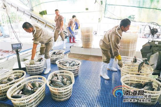 海南勤富食品有限公司工人將剛捕撈的羅非魚進行分裝加工。海南日報記者 張茂 攝