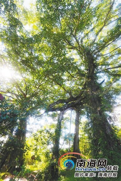 百花嶺雨林文化旅游區(qū)內(nèi)的百年古榕樹。海南日報記者 蘇曉杰 攝