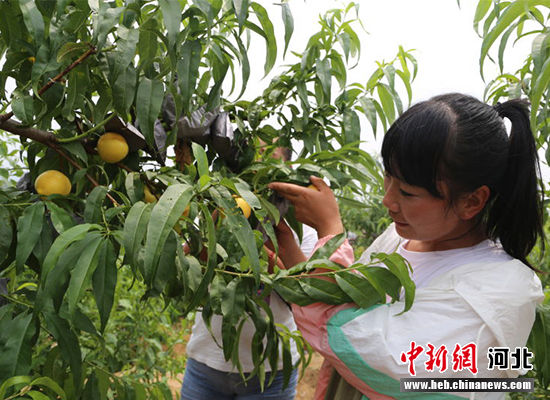 圖為秦皇島市撫寧區(qū)“首屆黃桃文化節(jié)”開幕。 許慧敏 攝