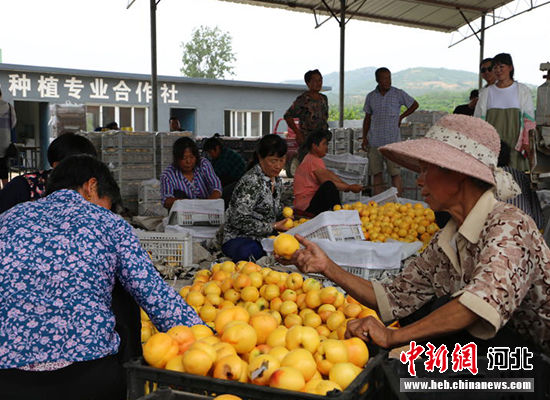 圖為秦皇島市撫寧區(qū)“首屆黃桃文化節(jié)”開幕。 許慧敏 攝