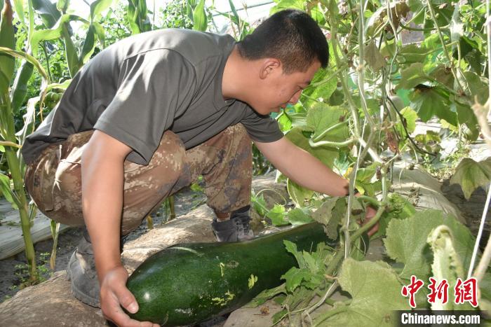 圖為阿里軍分區(qū)某邊防團(tuán)官兵在溫室摘菜?！￡悋[岳 攝