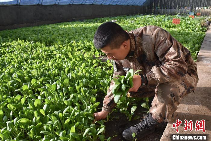 圖為阿里軍分區(qū)某邊防團(tuán)官兵在溫室摘菜?！￡悋[岳 攝