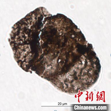 中外科研人員通過(guò)“防曬霜”揭秘2.52億年前生物大滅絕