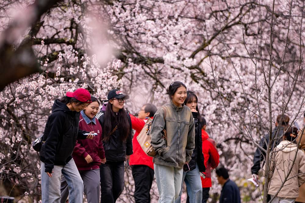 桃花盛開(kāi)惹人醉，八方游客賞花來(lái)。徐馭堯攝