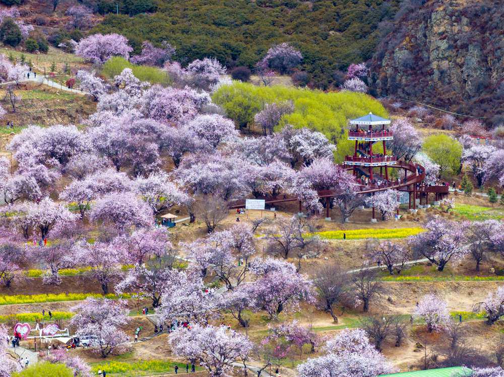 桃花盛開(kāi)惹人醉，八方游客賞花來(lái)。徐馭堯攝