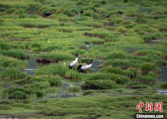 圖為祁連山國(guó)家公園青海片區(qū)內(nèi)的黑頸鶴。　祁連山國(guó)家公園青海省管理局供圖 攝