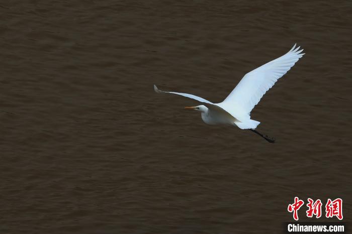 青?！澳赣H河”湟水水質(zhì)改善引鷺鳥嬉戲