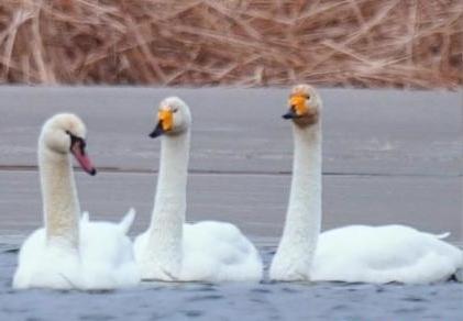 圖為疣鼻天鵝與大天鵝?！∏嗪?guó)家公園觀鳥協(xié)會(huì)供圖 攝