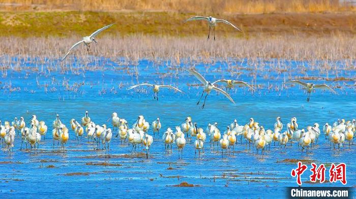 沿海濕地，鳥類天堂。　鹽城市委宣傳部供圖