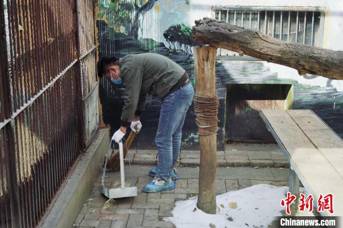 圖為雪豹“奶爸”史壽軍正在打掃豹館衛(wèi)生?！●R銘言 攝