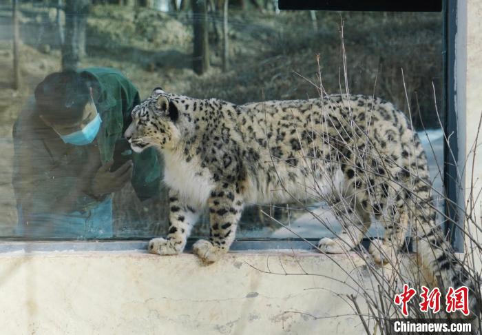 青藏高原野生動物園的雪豹“奶爸”