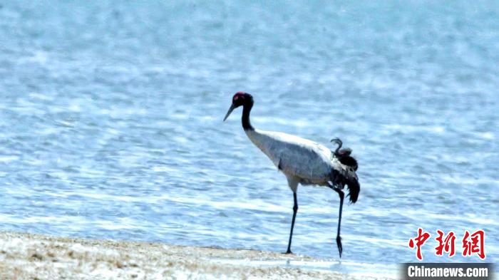 圖為黑頸鶴在青海湖畔散步?！《砣詹囟?攝