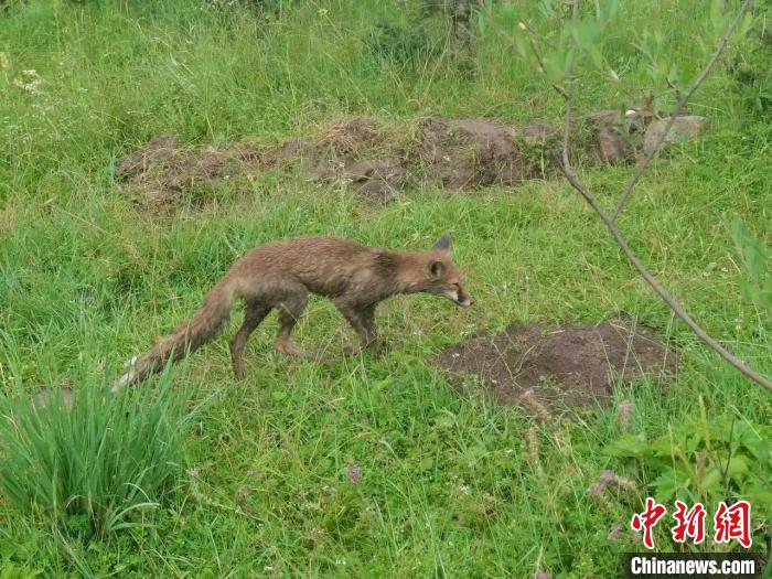 青?；ブ骄戎鷩?guó)家二級(jí)保護(hù)野生動(dòng)物赤狐