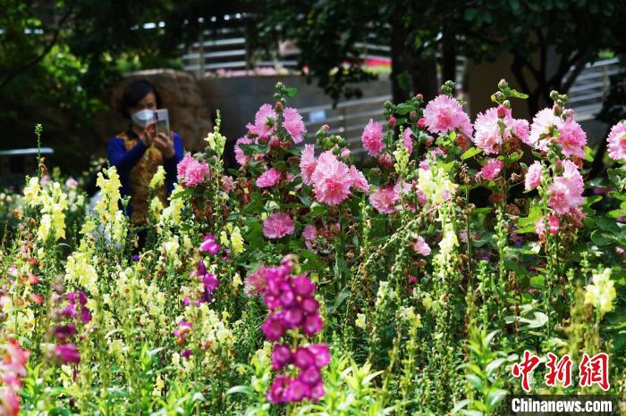 圖為市民在西寧園林植物園內(nèi)賞花拍照?！●R銘言 攝