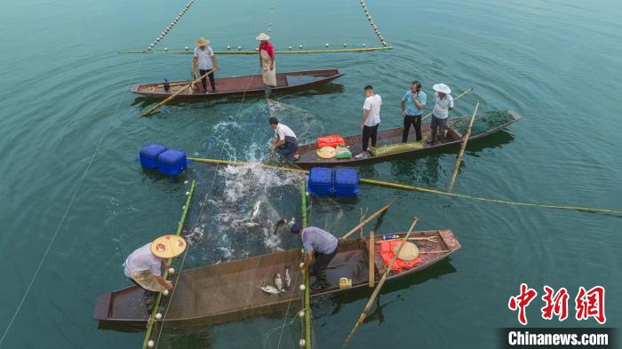 捕魚現(xiàn)場?！≈鬓k方供圖