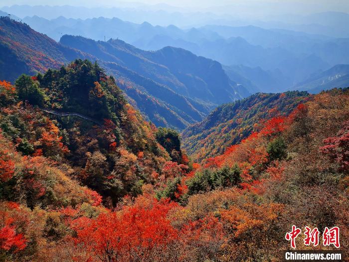 巴山大峽谷漫天紅葉?！埰?攝