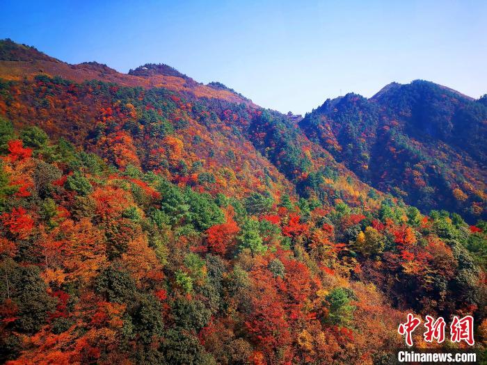 巴山大峽谷漫天紅葉?！埰?攝