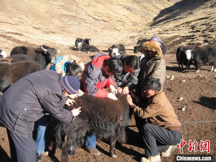 資料圖為研究團(tuán)隊(duì)在青南高原地區(qū)開展了牦牛寄生蟲病流行病學(xué)和防治技術(shù)研究。　 青海省畜牧獸醫(yī)科學(xué)院供圖