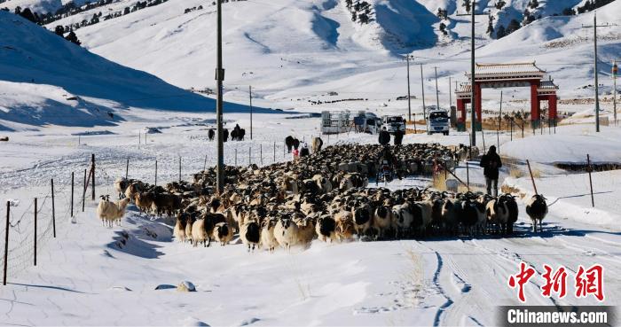 圖為村民在雪地上放牧?！《继m縣融媒體中心供圖