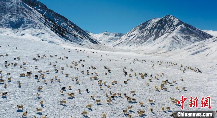 圖為羊群在雪地里覓食?！《继m縣融媒體中心供圖