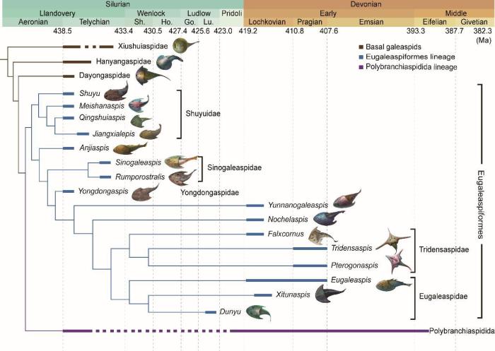 盔甲魚類的系統(tǒng)發(fā)育關(guān)系及地史分布。　中科院古脊椎所 供圖