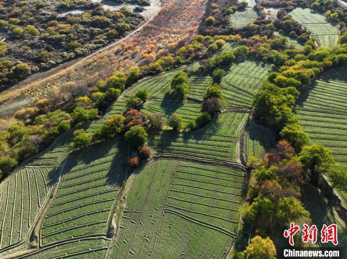 圖為11月8日，雅魯藏布江畔的高原梯田?！《拘?攝