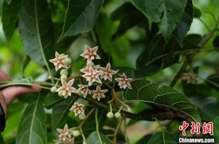 圖為古林箐近地保護(hù)的滇桐首次開花。　李國云 攝