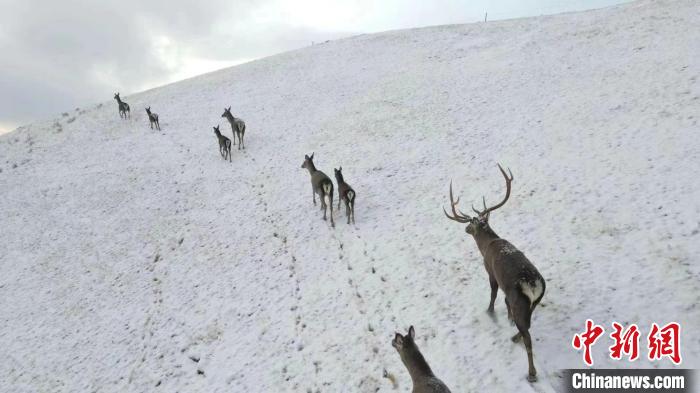 圖為馬鹿群在雪地里行走?！〔湃?攝