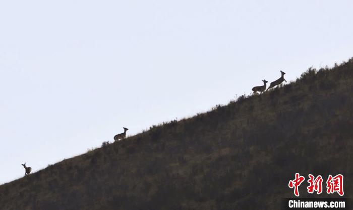 圖為狍鹿在山坡上漫步?！〔彭?xiàng)南加 攝