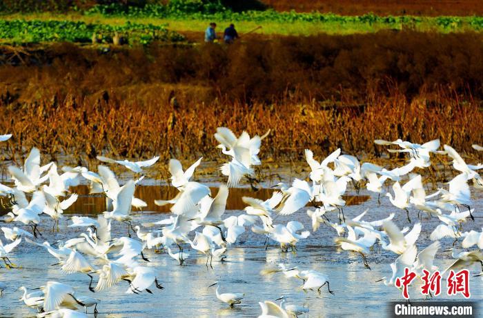 成都白鷺灣濕地公園?！“討?攝