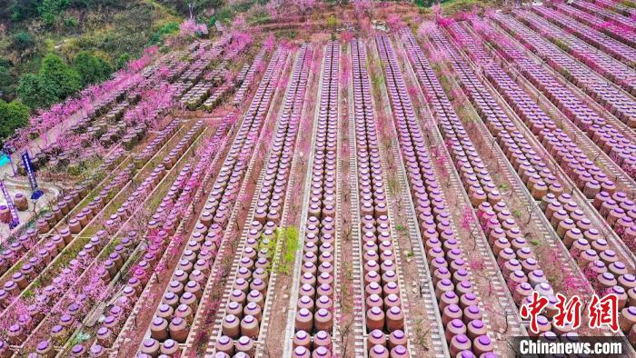 灼灼桃花惹人醉。　劉媛 攝