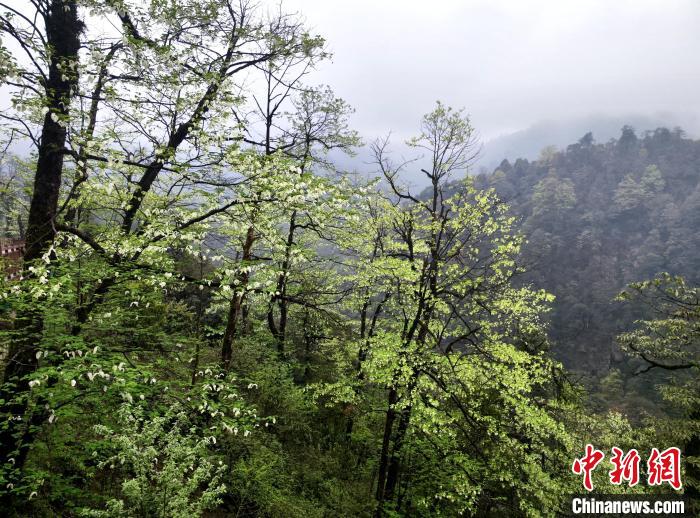 珙桐花朵潔白素雅，與青山雨霧融為一體?！螚?攝