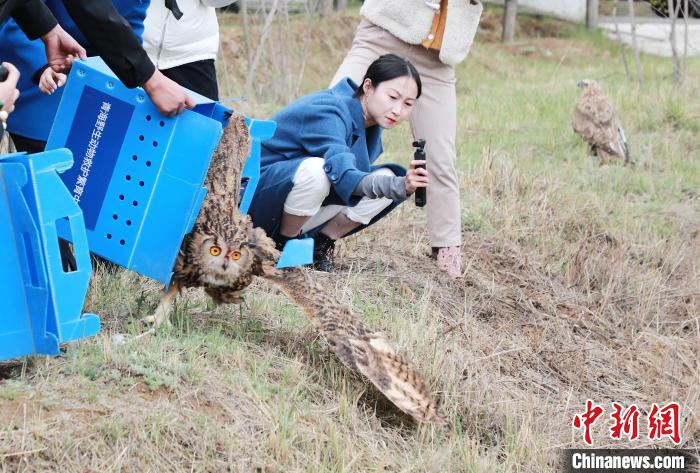 圖為西寧野生動(dòng)物園救護(hù)的雕鸮在西寧市放歸大自然。　馬銘言 攝