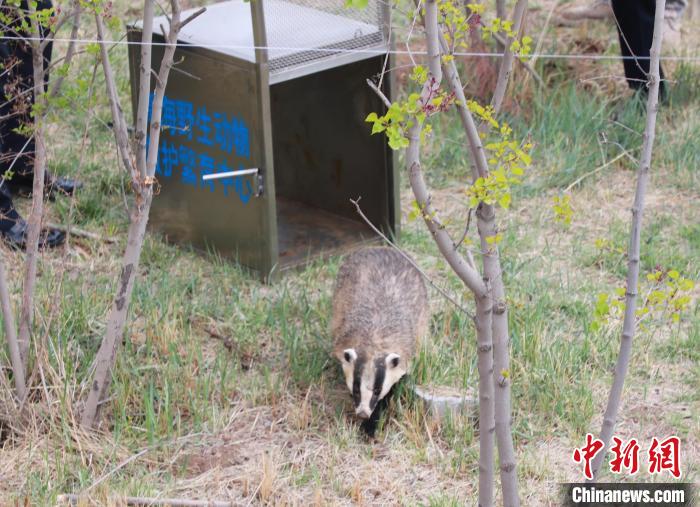 圖為西寧野生動(dòng)物園救護(hù)的狗獾在西寧市放歸大自然?！●R銘言 攝