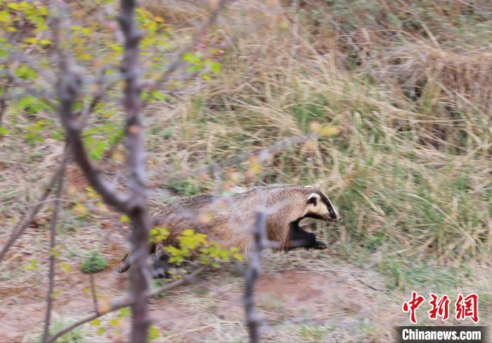 圖為西寧野生動(dòng)物園救護(hù)的狗獾在西寧市放歸大自然。　馬銘言 攝