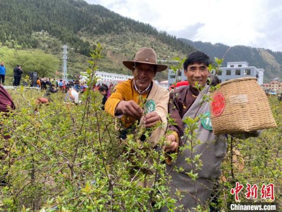 圖為當?shù)剞r牧民進行藏雪茶采摘比賽?！⊥鮿x 攝