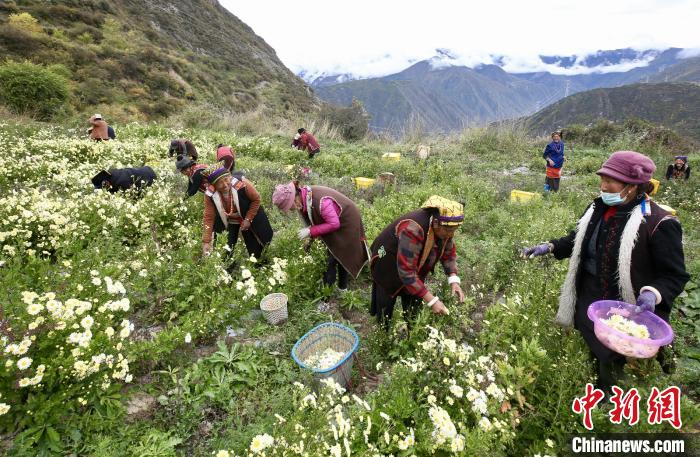 “落戶”黑水的杭白菊。桐鄉(xiāng)市宣傳部提供