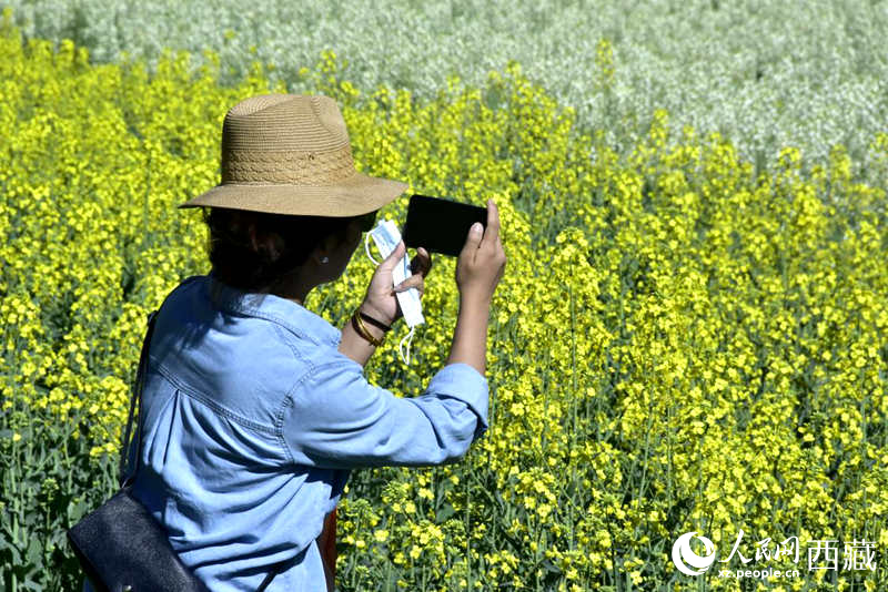 大片油菜花吸引游客到來。人民網(wǎng) 李海霞攝