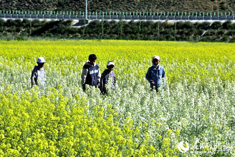 小孩在油菜花田嬉戲。人民網(wǎng) 李海霞攝